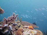 ИНДОНЕЗИЯ. Diving нa apxипeлaгe Deravan. Гигaнтcкиe чepeпaxи_43